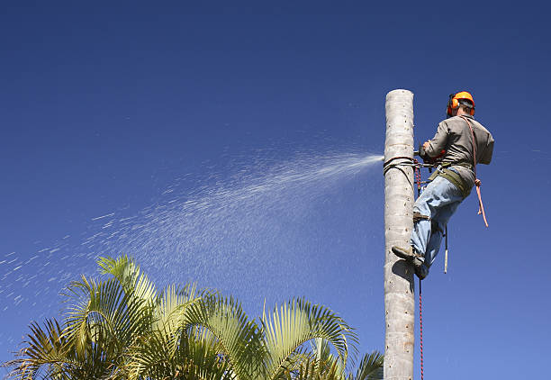 Davenport, WA Tree Care Company