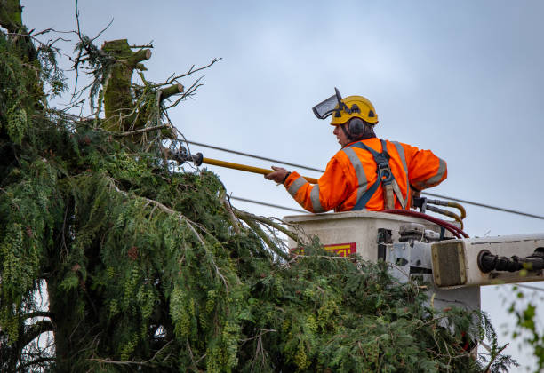 Best Tree Risk Assessment  in Davenport, WA